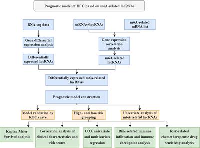 Prognostic Signature of Hepatocellular Carcinoma and Analysis of Immune Infiltration Based on m6A-Related lncRNAs